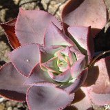 Aeonium percarneum S. Bartolome de Tirajana Gran Canaria JLcoll.088